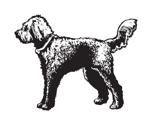 Long Sleeve Shirt – Doodle Dog Outfitters